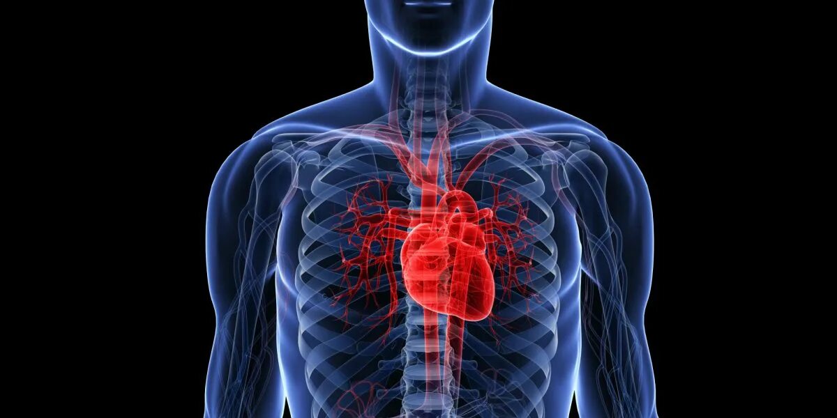 Сердце в организме. Тело человека сердце. Сердце анатомия. Внутренние органы человека сердце. Human disease
