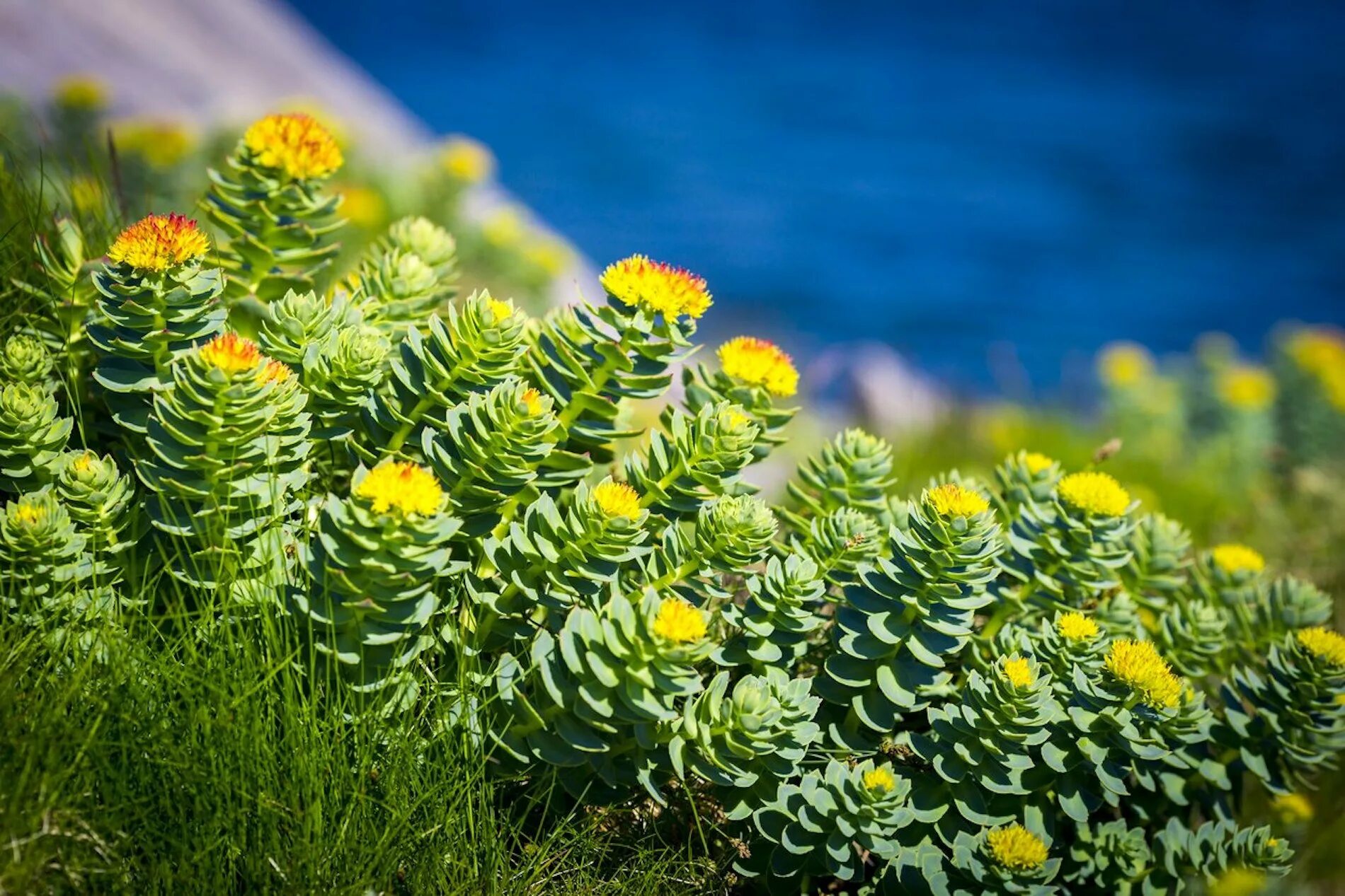 Родиола розовая Rhodiola rosea. Золотой корень Rhodiola rosea. Золотой корень (родиола розовая, розовый корень). Родиола Арктическая.