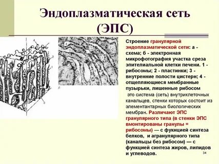 Структурные компоненты эндоплазматической сети
