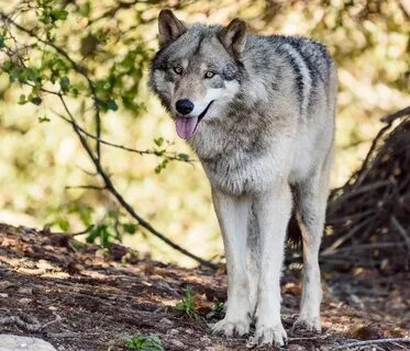 Wolves wildlife