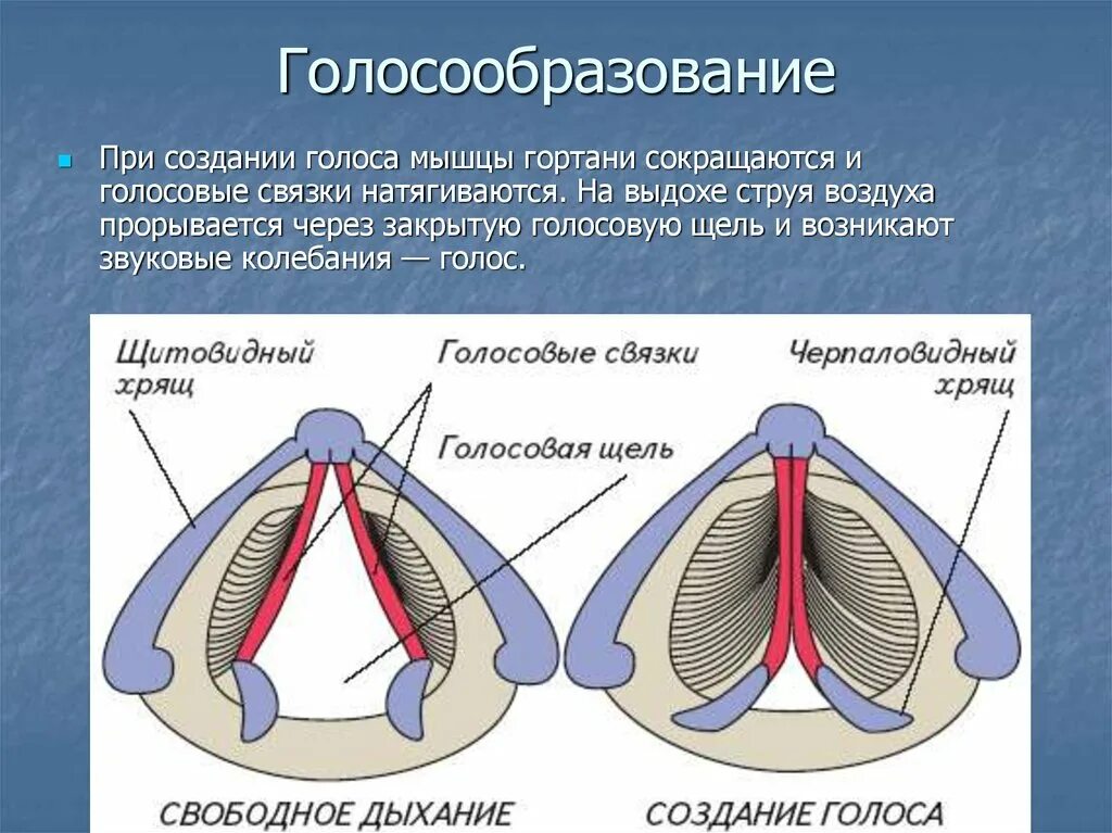 Голосовые связки голосообразование. Голосообразование анатомия механизм голосообразования. Механизм голосообразования кратко анатомия. Гортань голосообразование.