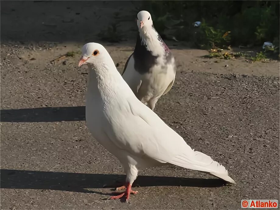 ланфрен ланфра слова. о голубка моя песня. песня белый голубок. троица ноты. песня белый голубок.