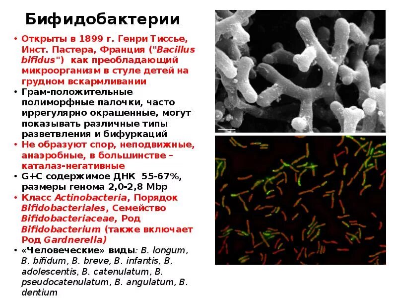 Микрофлора палочки что это значит. Бифидобактерии морфология. Характеристика бактерий бифидобактерии. Бифидобактерии микрофлора. Бифидобактерии микробиология.