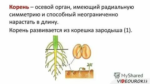 Корень развивающийся из корешка зародыша называют