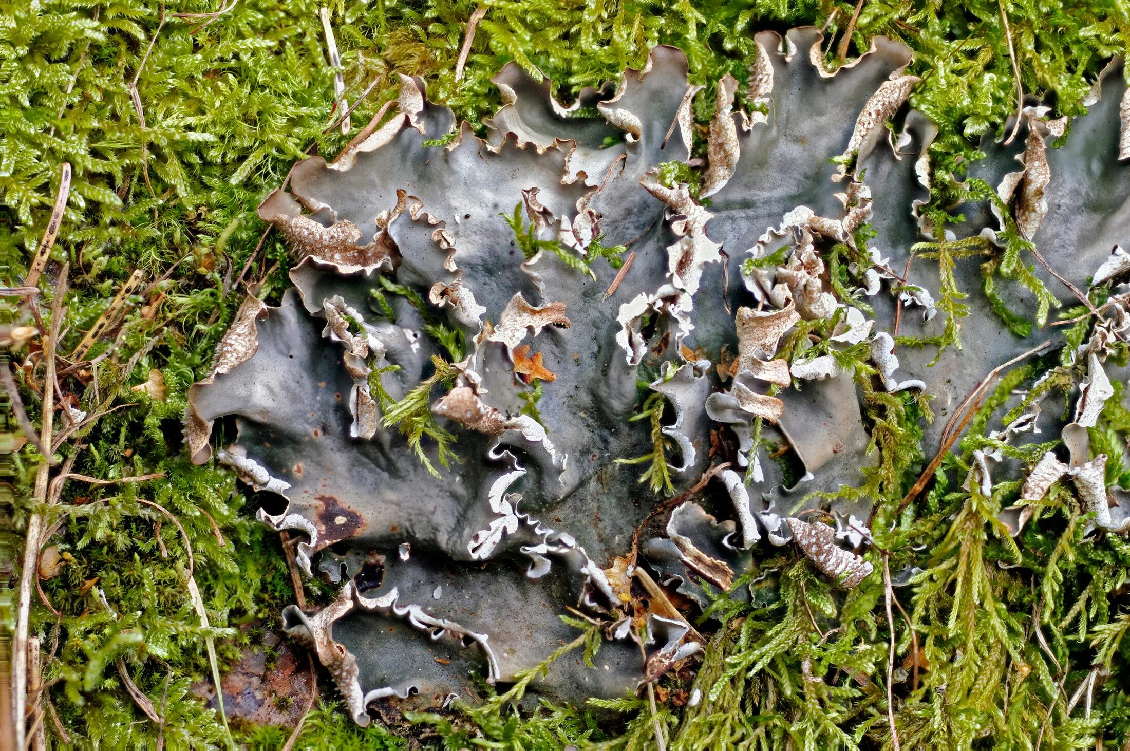 Лишайник относится к грибам. Peltigera Canina лишайник. Лишайник Peltigera polydactylon. Peltigera horizontalis. Peltigera didactyla.