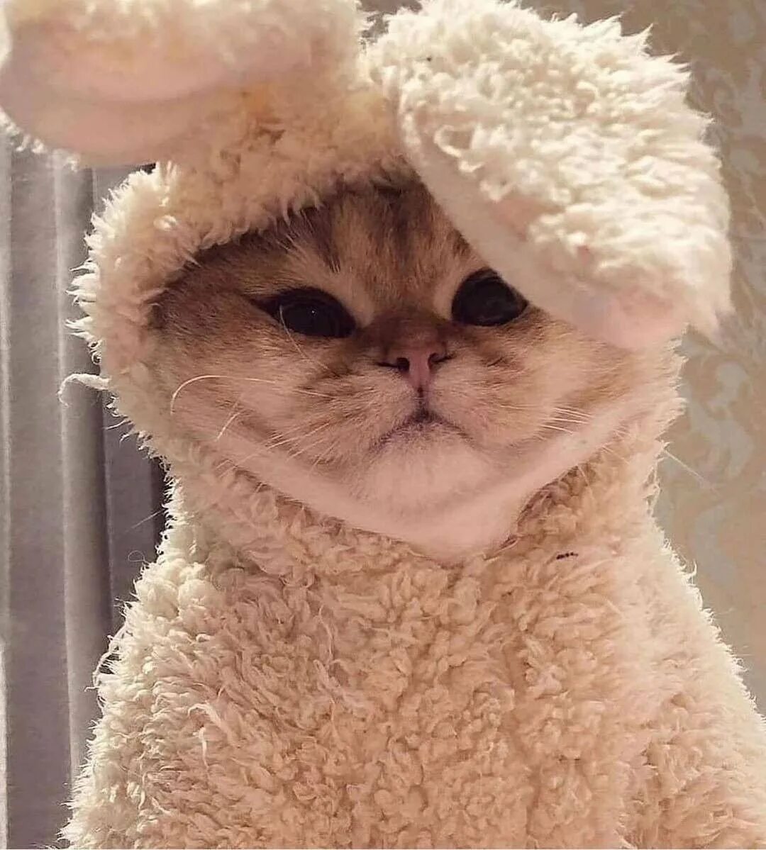 Кот в шапке мем. Кот с ушами зайца. котики для пикч. милые котики с ушками зайки. пикчи котов.