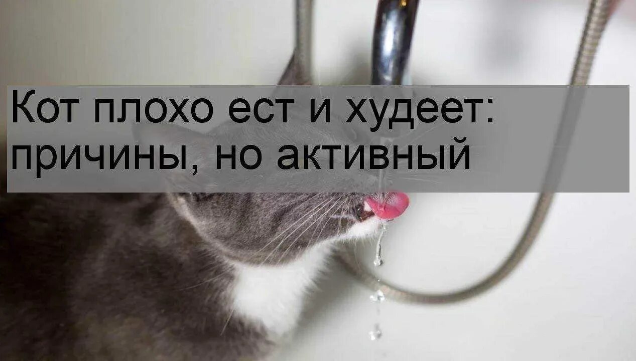 Кот не есть 3 дня что делать. Кот ест и худеет причины. кот плохо ест и худеет причины. кот худеет но ест причины. почему худеет кот.