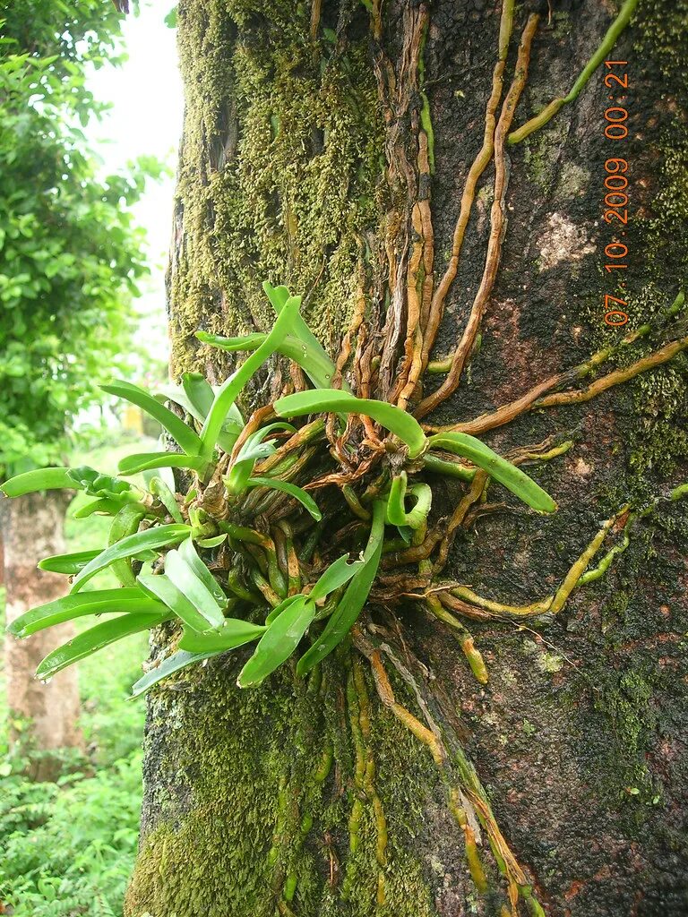 Эпифит и дерево тип. Эпифиты тропики. Фаленопсис эпифит. Корни эпифитов. Орхидея эпифит.