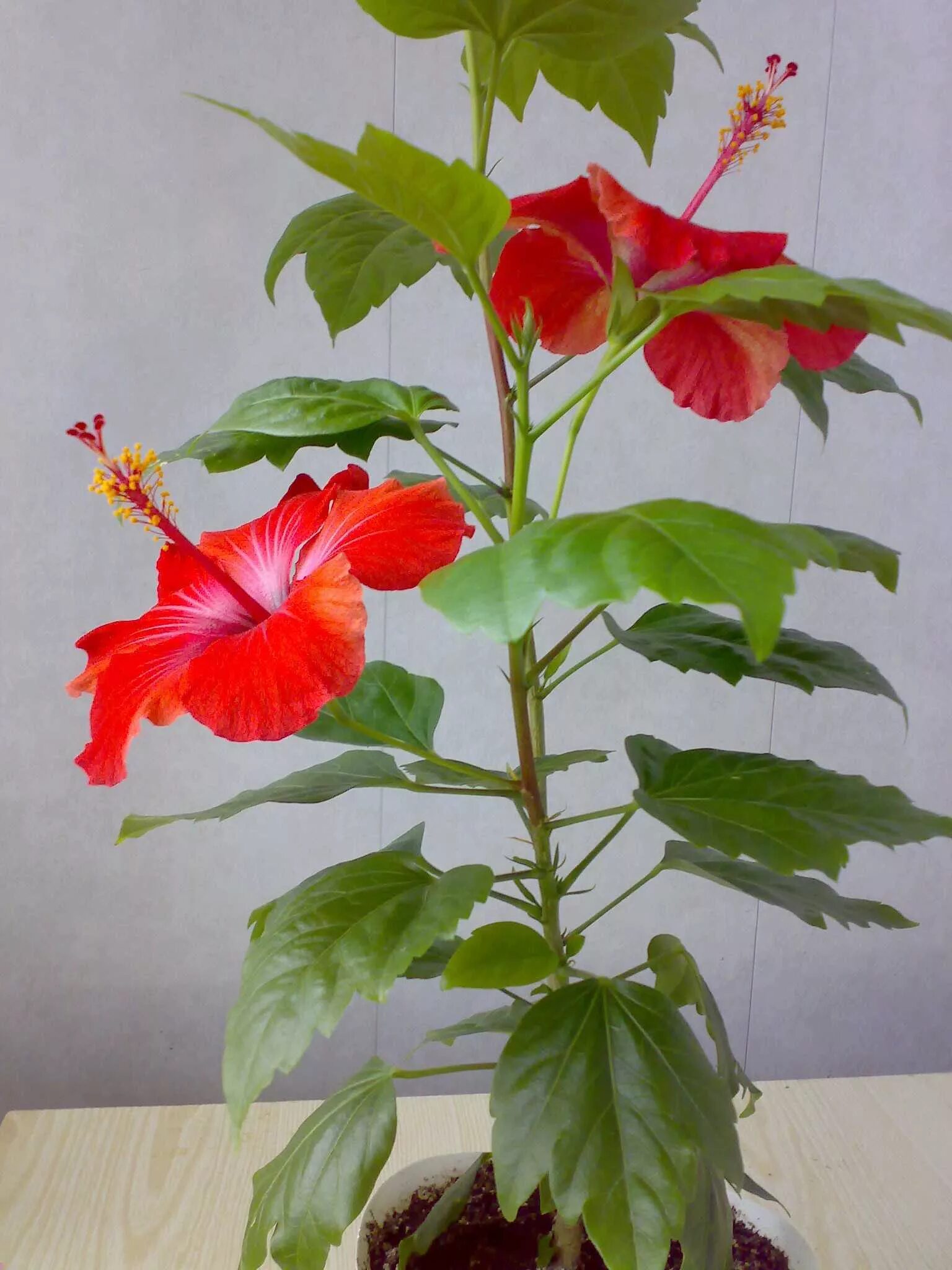 Гибискус комнатный фото сорта Для Вас ,о прекрасных моментах в жизни! Комнатные цветы уют в доме (названия