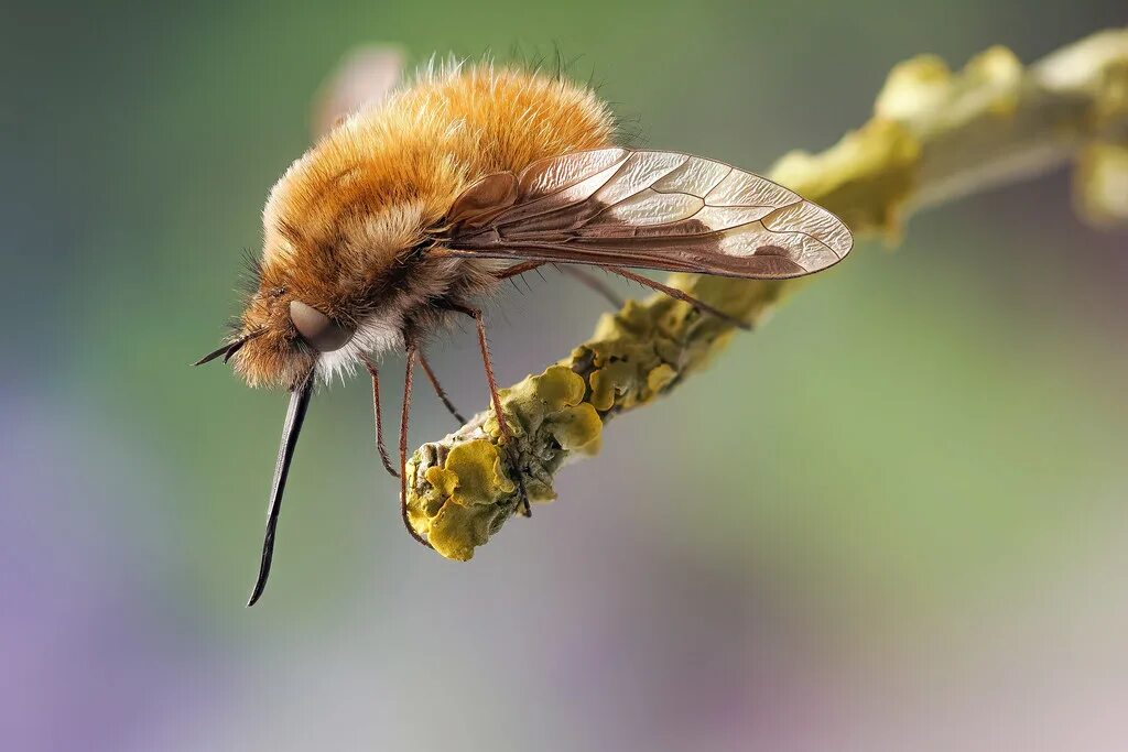 Bee fly. Жужжало обыкновенный Bombylius. Двукрылые жужжала. Муха жужжало. Пчелиная Муха.