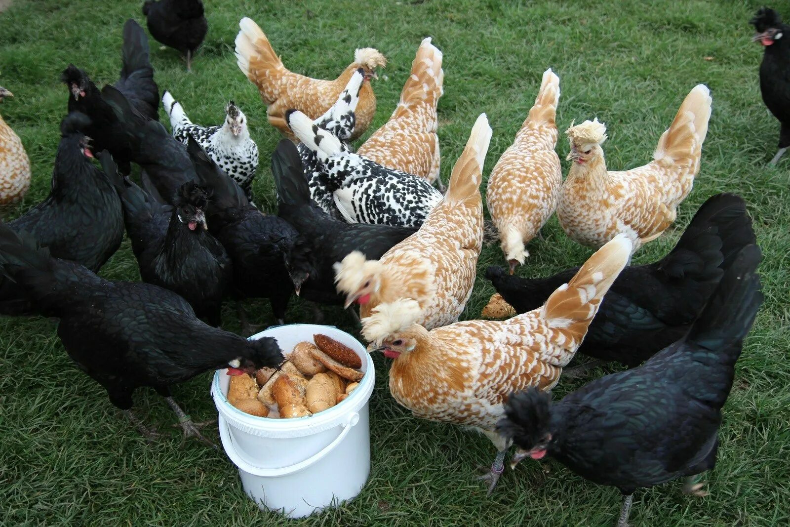 Плимутрок полосатый порода. Цыплята доминант гризбар. Грис барр порода кур. Гриз бар куры мастер грей. Гриз бар порода кур.