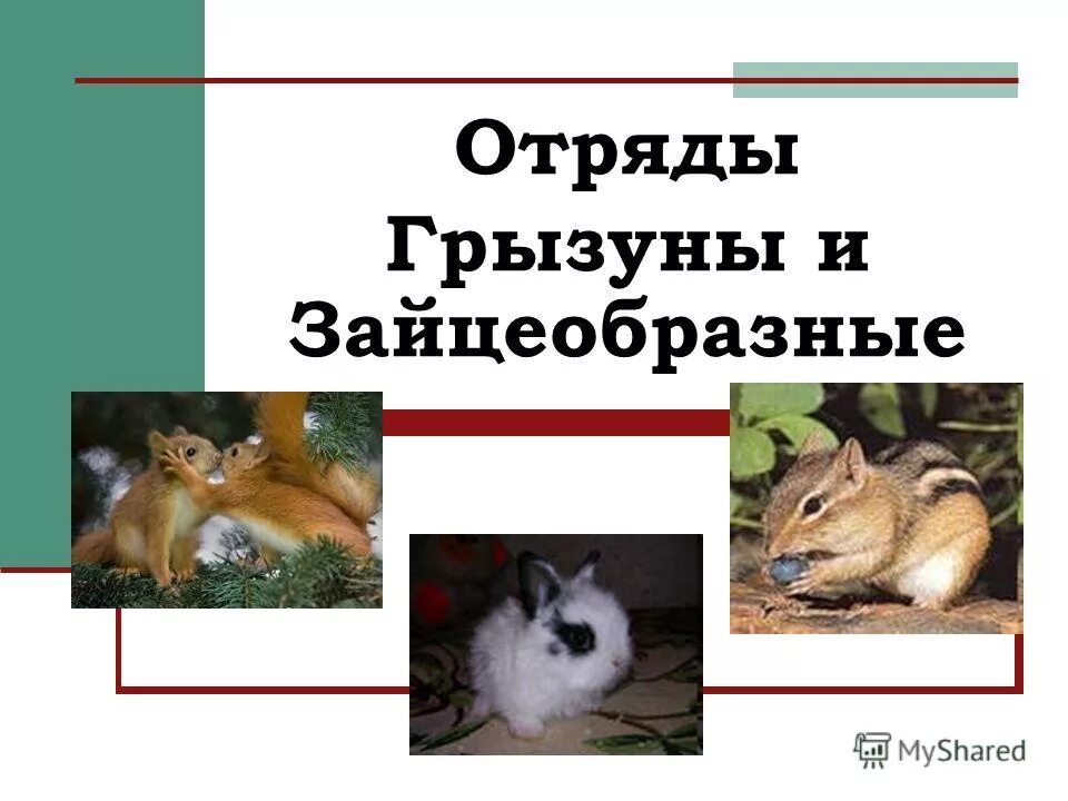 отряд грызуны зайцеобразные. представители отряда зайцеобразных. описание отряда зайцеобразные. отряд грызуны зайцеобразные. отряд грызуны зайцеобразные.