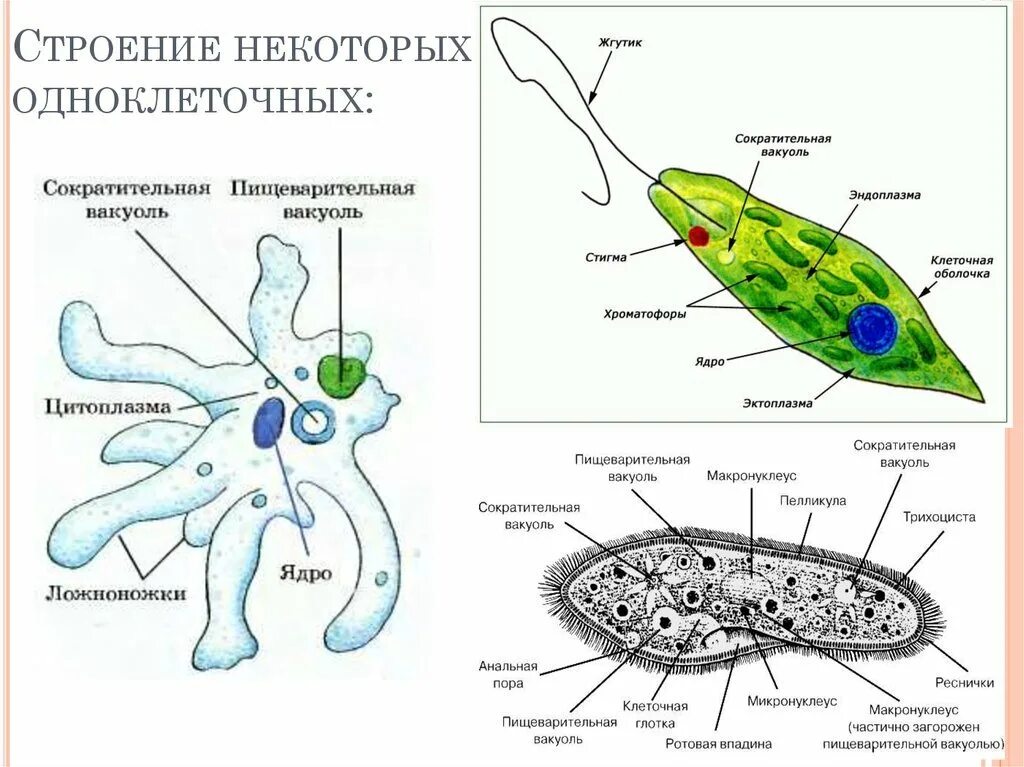 Инфузория туфелька ложноножки. Внешнее строение одноклеточных животных. Строения амебы эвглены зеленой инфузории. Одноклеточные животные строение. Простейшие одноклеточные организмы строение.