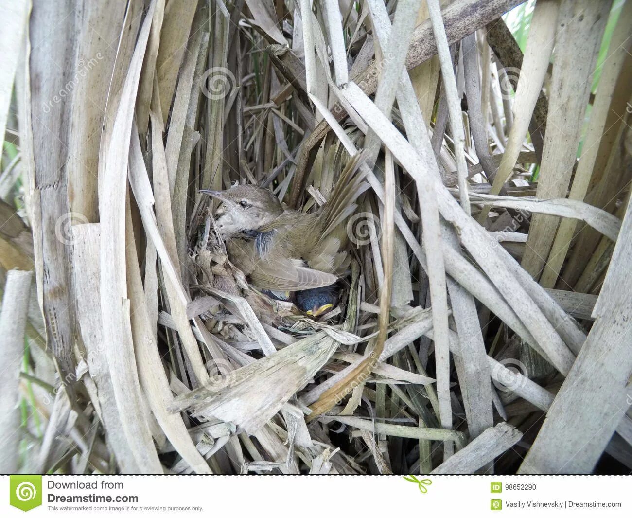 The nest of pea