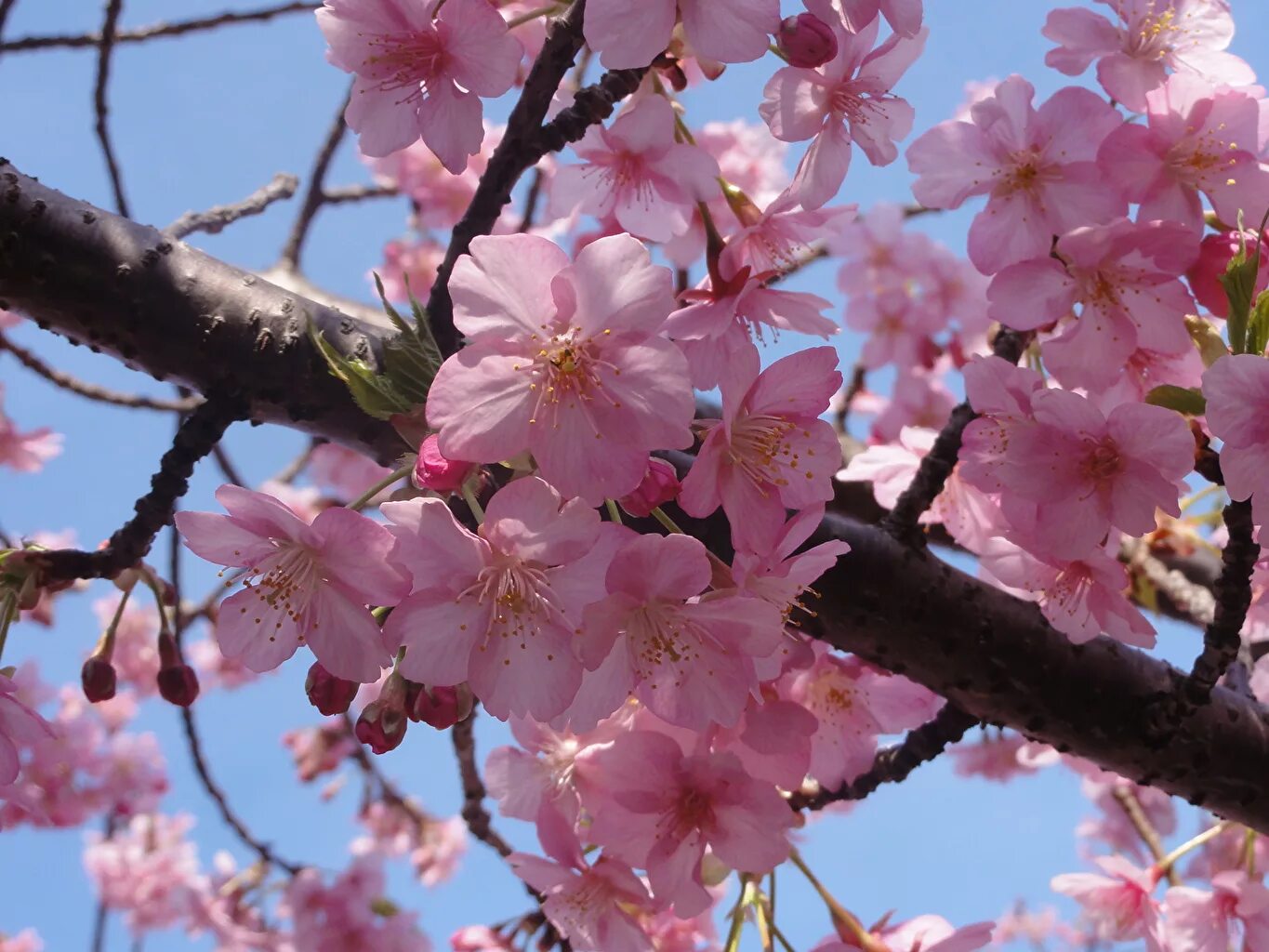 Сакура пурпурная (мелкозубчатая. Сакура японская вишня. Цветущая Сакура дерево. Древесина Сакуры.