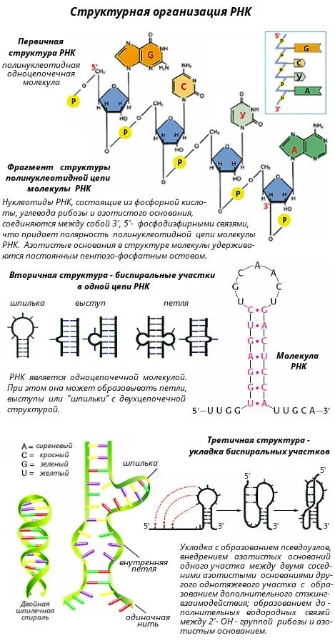 Уровни структурной организации РНК. Первичная структура РНК строение. Первичная и вторичная структура РНК. Схема первичной структуры РНК.