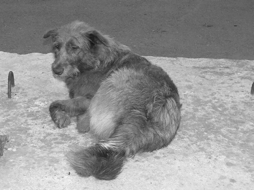 Картинки бездомных животных. Дворняжка бездомная. Собака лежит на асфальте. Дворняжка при встрече сразу лапу подает