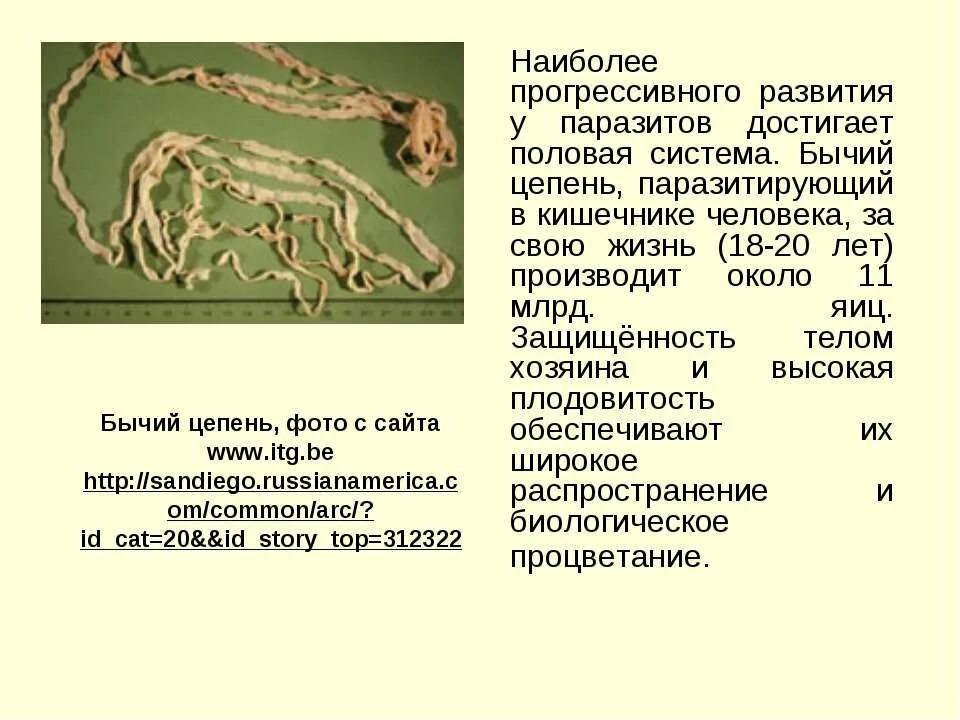 Бычий цепень дегенерация. Бычий цепень питание и пищеварение. Пищеварение бычьего цепня. Плодовитость бычьего цепня. Бычий цепень паразитирует в кишечнике человека.