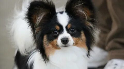 Papillon на русском