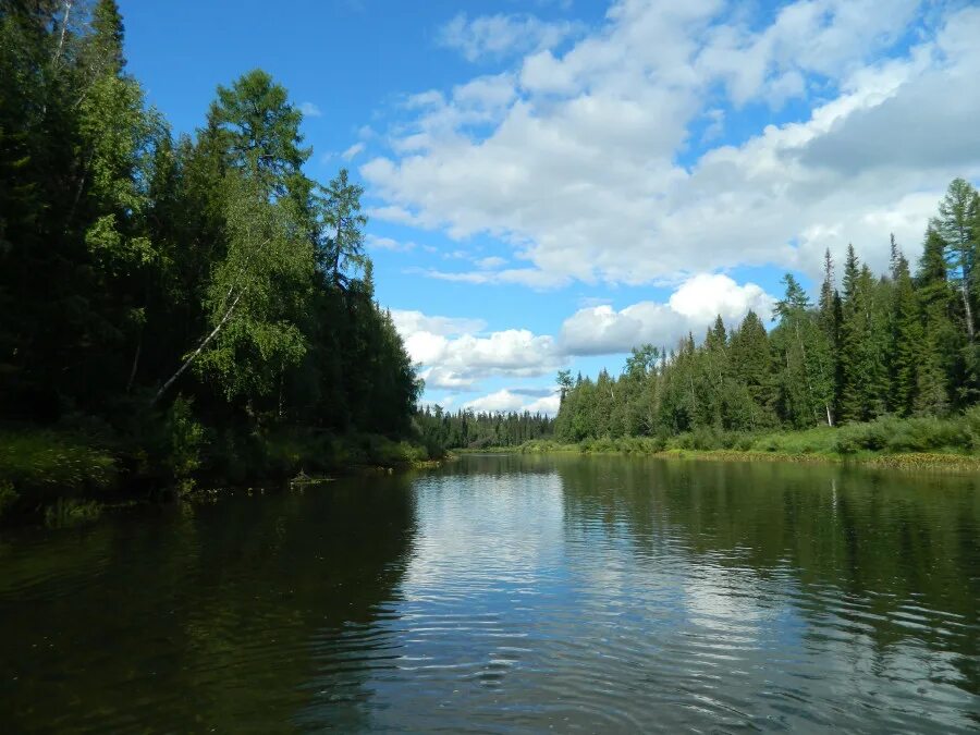 Воды рек коми. Река Вымь Республика Коми. Река Вымь в Емве. Верховье реки Вымь. Вымь Исток.