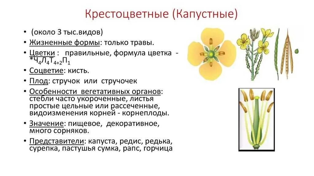 Плод крестоцветной капусты называют