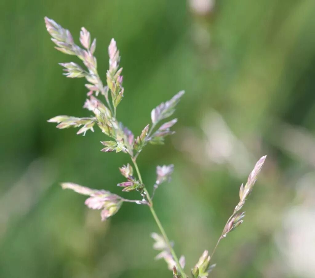 Трава мятлик луговой. Мятлик Луговой (POA pratensis). Мятлик Луговой (POA praténsis). Мятлик Луговой (POA pratensis l.). Мятлик обыкновенный (POA trivialis).