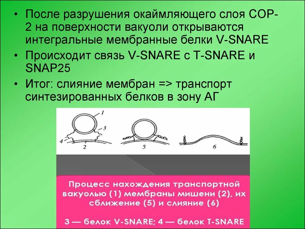 Snap-25 и Snare. Белок снап 25. Окаймлять. Окаймил значение.