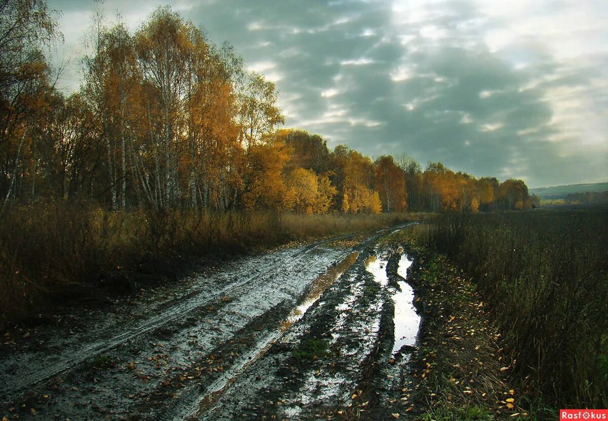 В лесу сыро идешь. Пасмурный день. Дождь осенью. Поздняя осень. Дождливая осень.