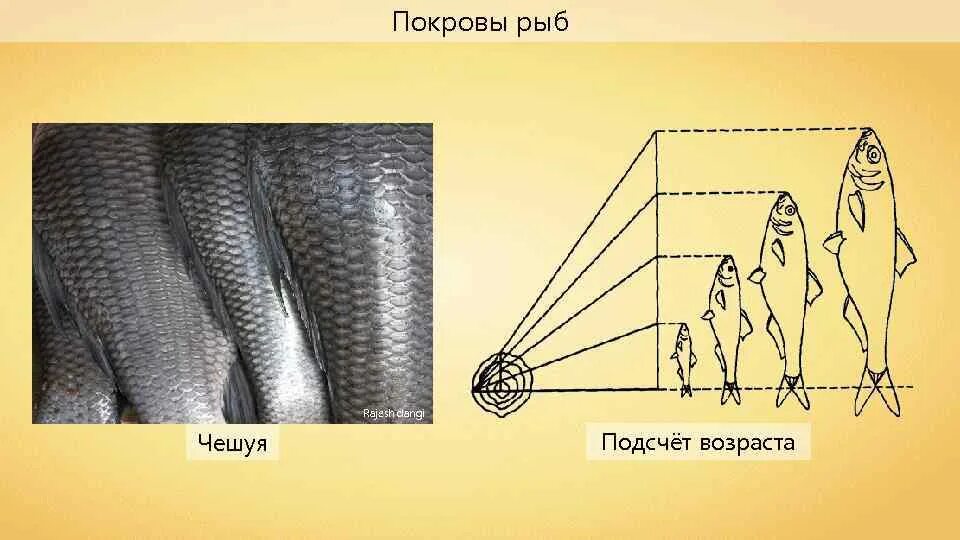 описание частей рыбы. электрическое сопротивление тела. сопротивление тела рыбы. промеры рыб. строение рыбы схема 3 класс.