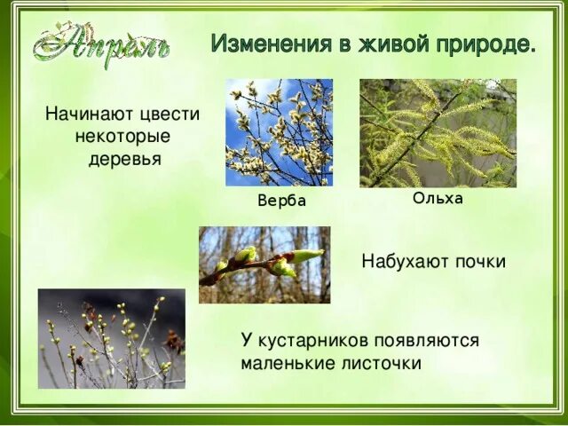 Чем отличается верба от ивы по каким. Верба ольха ива. различия вербы и ивы. отличить вербу от ивы. различия между ивой и вербой.