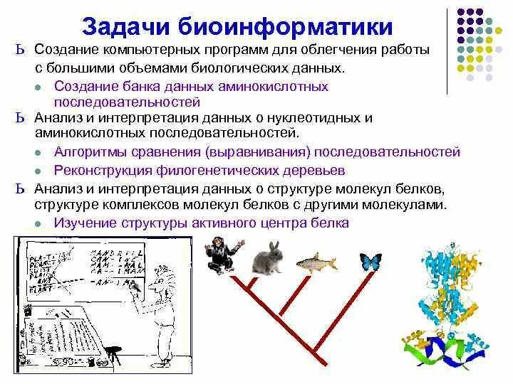Суть биоинформатики. Основные задачи биоинформатики. биоинформатика цели. направления биоинформатики. биоинформатика последовательностей.