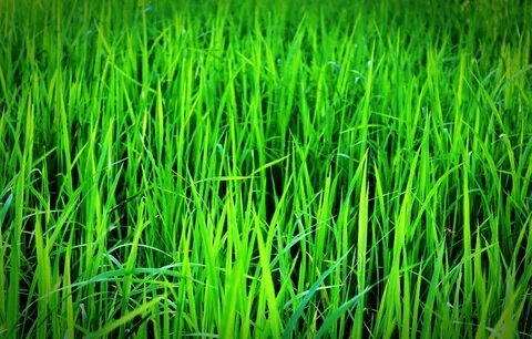 картинки : трава, растение, лужайка, луг, лист, Зеленый, Урожай, почва, сельское