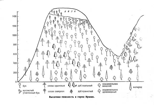 Крымские горы Высотная поясность схема. Высотная поясность гор Крыма. Высотная поясность крымских гор растительность. Схема ВЫСОТНОЙ поясности крымских гор. Площадь какого высотного пояса сокращается в хибинах