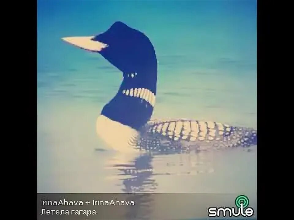 Хохлатая гагара. Элина ишмакова гагара. Фестиваль «золотая гагара». Чернозобая гагара (gavia arctica). Золотая гагара.