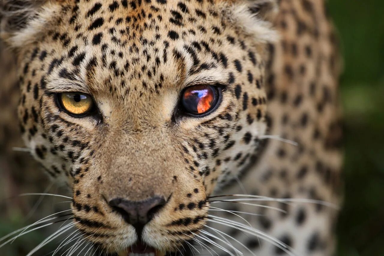 Дикий зверь 8. Берберийский леопард. Гепард леопард Ягуар. Леопард тото. Панарский леопард.