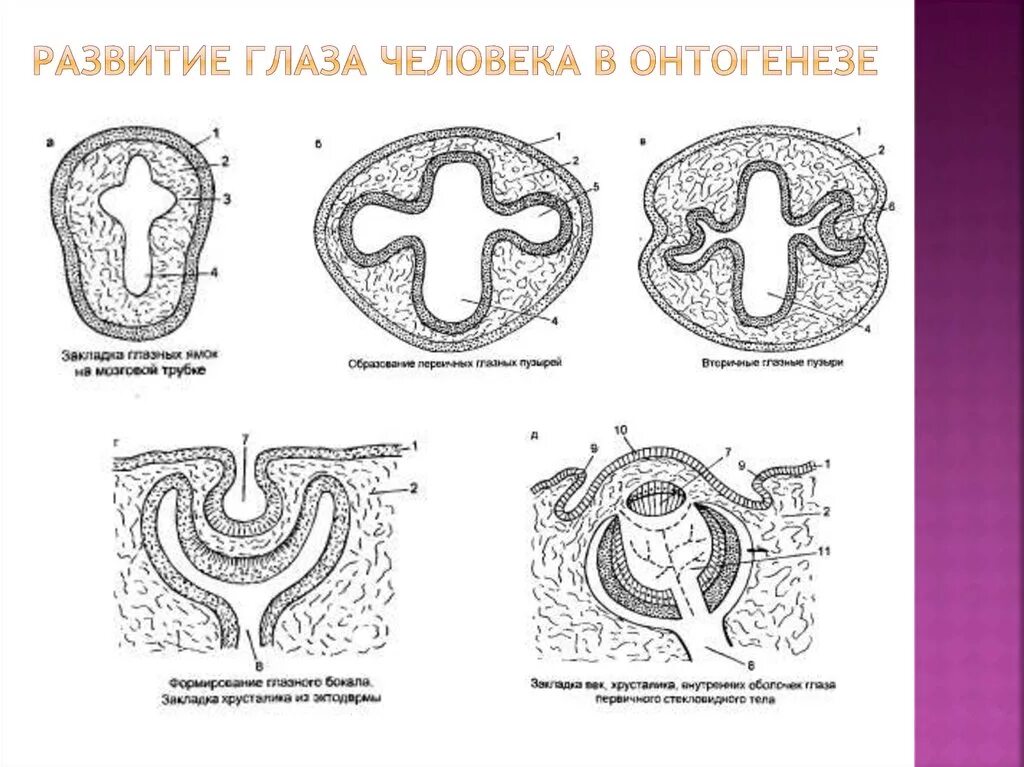 Формирование органов человека. Эмбриональное развитие глаза. Эмбриональное развитие глаза гистология схема. Развитие органа зрения в онтогенезе. Развитие органа зрения в фило- и онтогенезе.