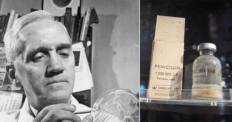 Alexander fleming discovered penicillin. Антибиотики пенициллин Флеминг. Флеминг открыл пенициллин.