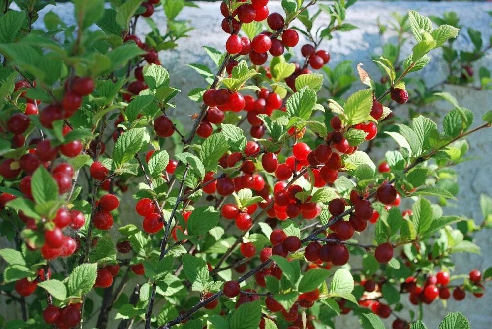 Free Images : nature, branch, fruit, berry, leaf, petal, food, produce, park, bo