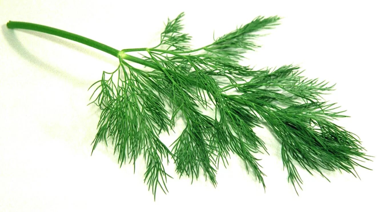Dill – укроп. картинка укроп для детей. укроп грин стар. зелень укроп. укроп.
