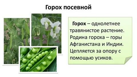 Горох описание