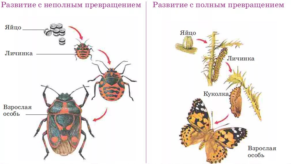 Шершень полное или неполное превращение. Цикл развития насекомых с неполным превращением. Фазы развития насекомых с неполным превращением. Стадии развития насекомых с полным и неполным превращением. Полный и неполный цикл развития насекомых.