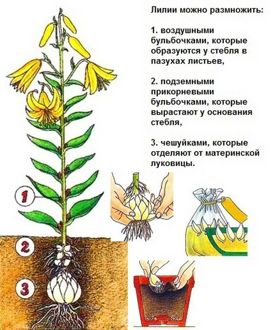 Надо ли выкапывать лилии. Размножение лилий чешуйками. Размножение лилии деление луковицы. Луковицы лилии садовой. Лилии размножение луковицами.