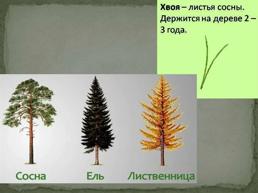 Ель это лиственное дерево. Нарисовать лиственницу. нарисовать ель и сосну. изображение сосны и ели. ель и сосна рисунок.