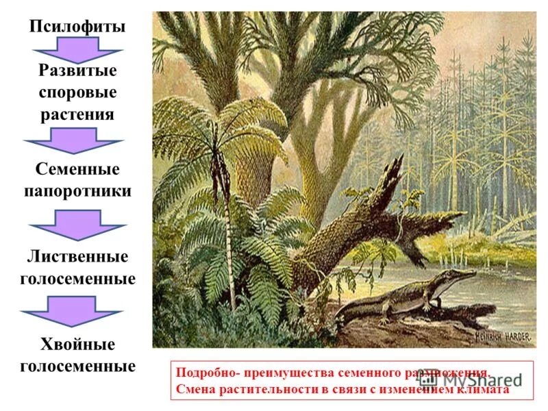 Папоротники произошли от. Семенные папоротники голосеменные. псилофиты споровые. семенные папоротники палеозойская эра. семенные папоротники триасового периода.