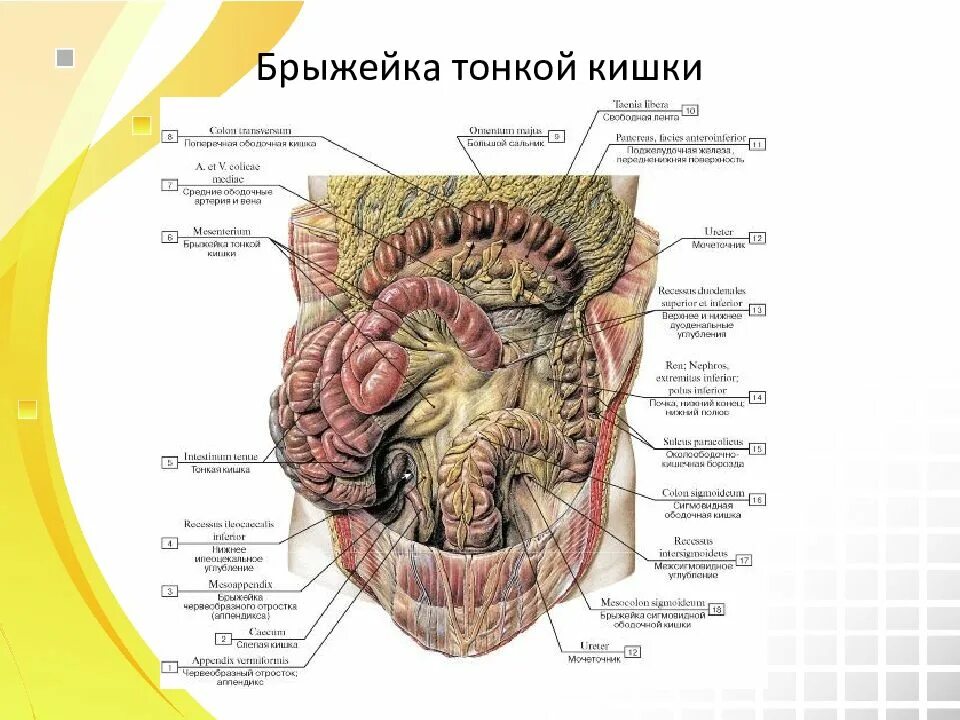 Брыжейка тонкой и толстой кишки. Корень брыжейки тонкой кишки. Брыжейка кишечника анатомия. Брыжейка анатомия человека. Брыжейка подвздошной кишки.