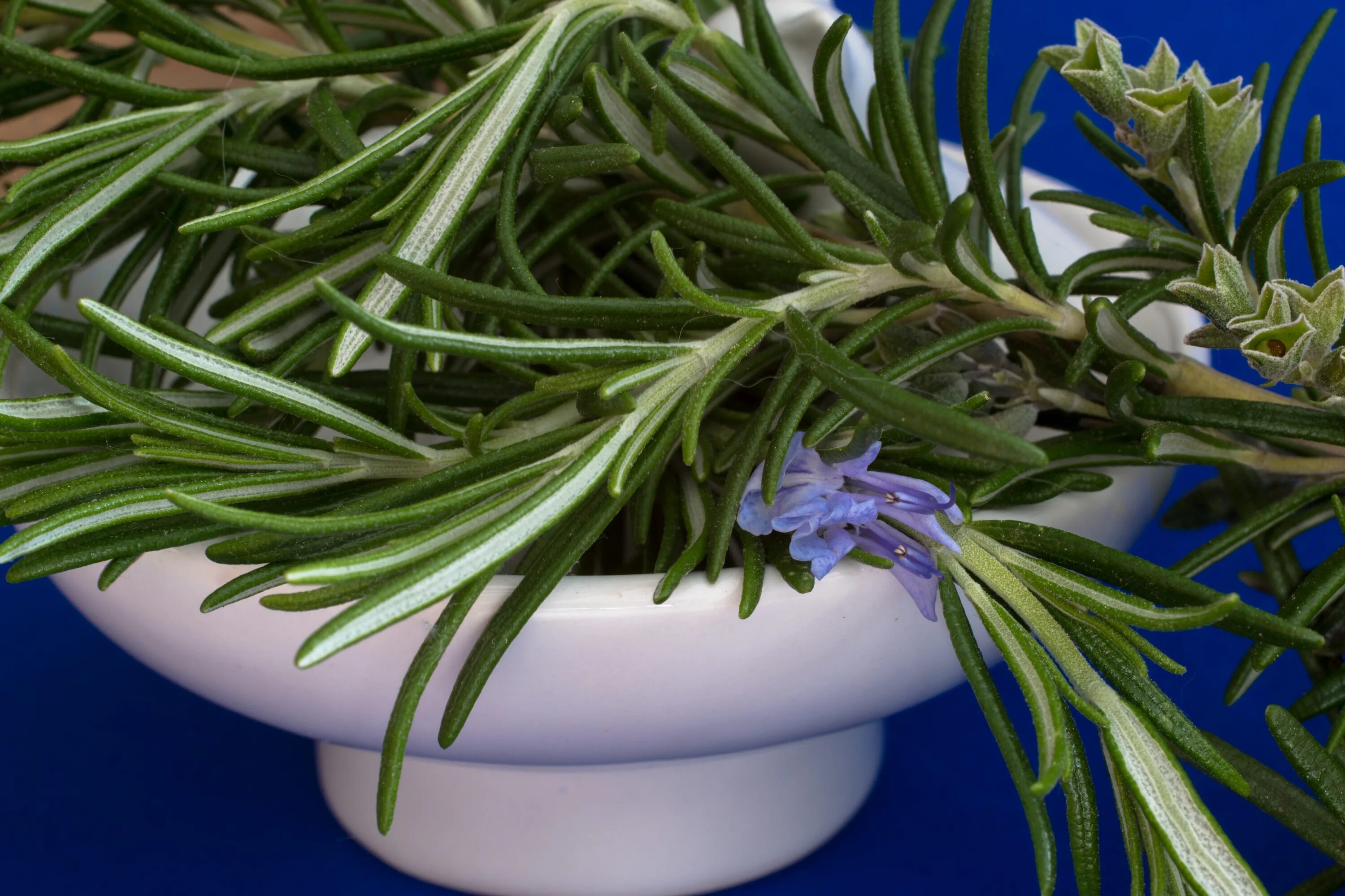 Хвойный розмарин. Rosmarinus officinalis. Rosmarinus officinalis prostratus. Листья розмарина. Rosmarinus officinalis.