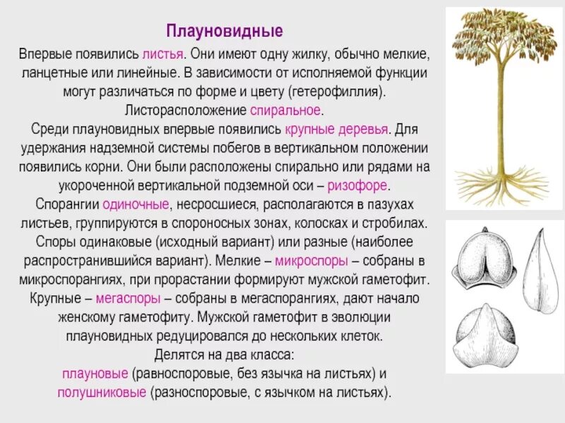 Багульник жизненная форма тип соцветия. Плауновидные листья. Плауновидные жизненная форма. Плауновидные расположение листьев. Листорасположение у плаунов.