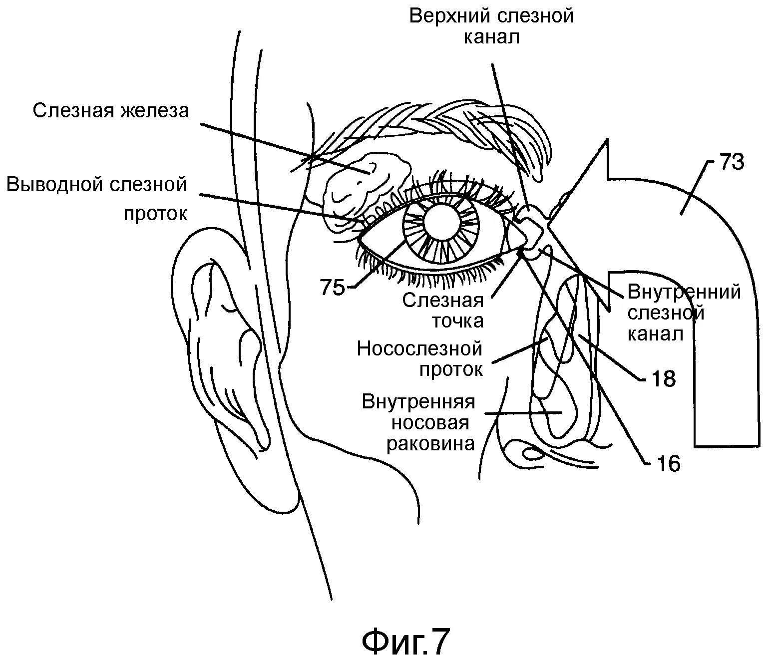 Носослезный канал открывается. Выводное отверстие носослезного протока. Строение слезного аппарата. Отверстие носослезного канала. Выводное отверстие носослезного канала.