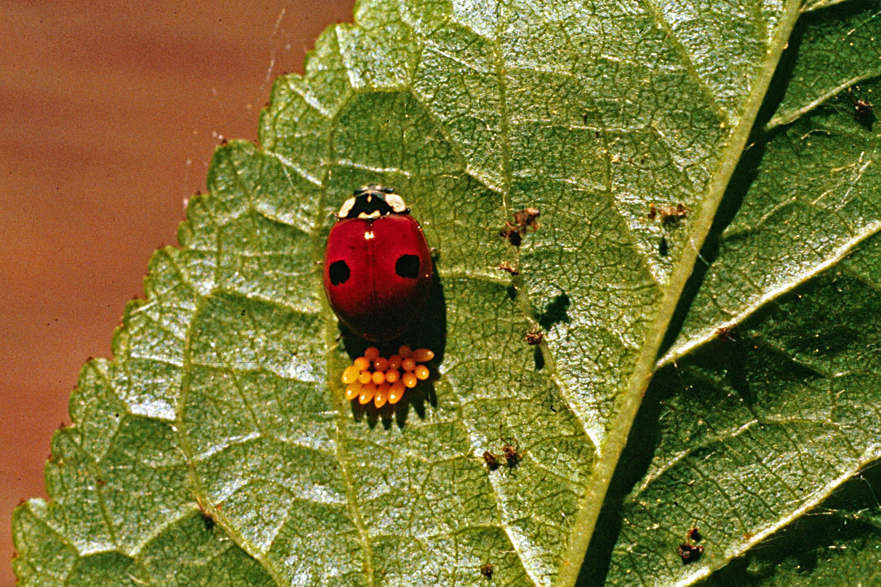 Коровка деревьев. Божьей коровки Adalia bipunctata. Семиточечная Божья коровка личинка. Имаго Божьей коровки. Личинка Божьей коровки и тля.