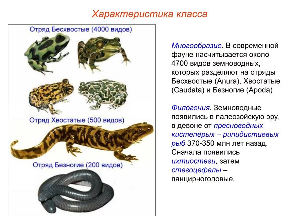 Представители отряда хвостатые земноводные таблица. Класс земноводные отряды хвостатые,бесхвостые,безногие. Таблица отряд безногие хвостатые бесхвостые. Класс амфибии бесхвостые хвостатые безногие. Тип земноводные хвостатые бесхвостые.